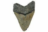 Bargain, Fossil Megalodon Tooth - North Carolina #350595-2